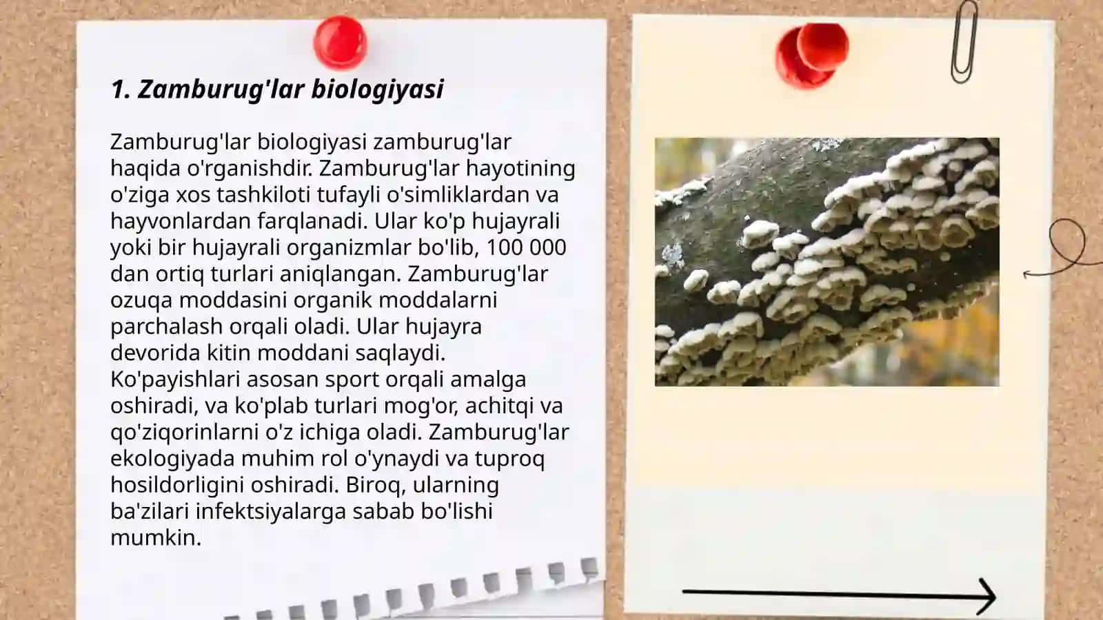 Zamburuģlar biologiyasi 3