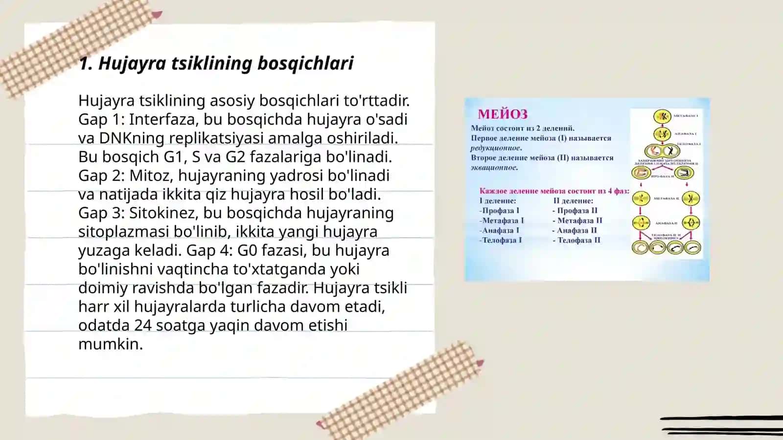 Hujayralarning mitotik boʻlinishi va hayot sikli 3