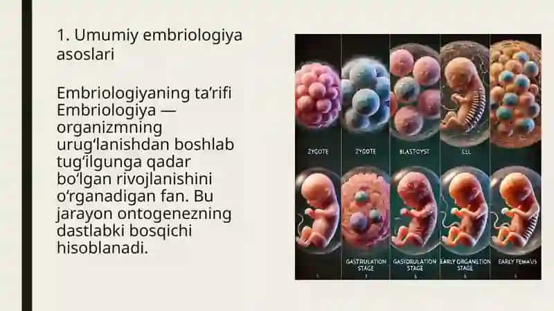 Umumiy embriologiya asoslari.
Gametogenez: Spermatogenez va ovogenez 3