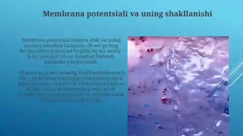 Qo’zg’aluvchan to’qimalarda bioelektrik xodisalar 3
