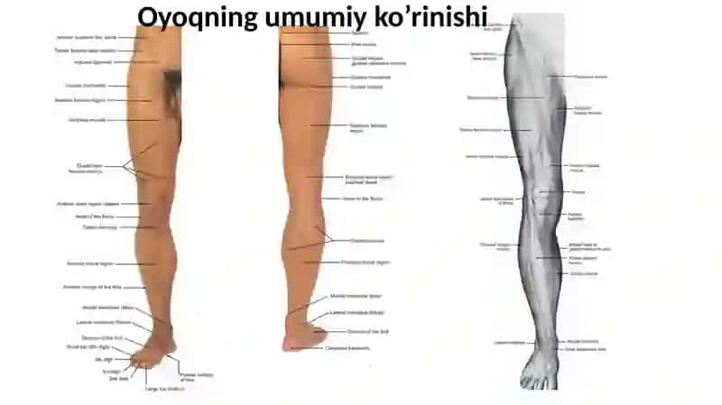 Oyoqning Topografik Anatomiyasi 3