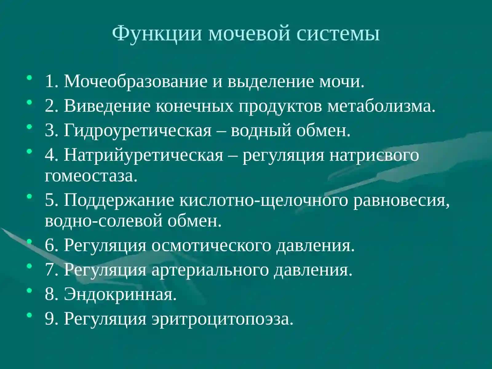Мочевая система 3