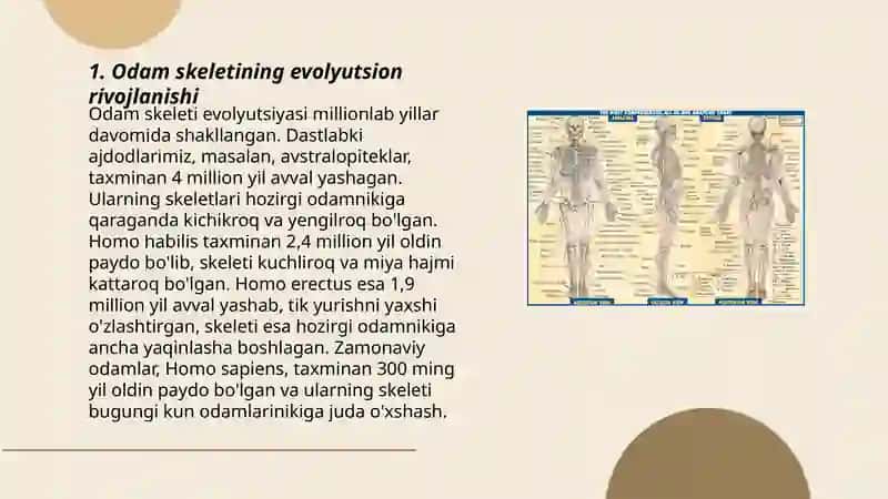 Odam skeleti tizimi filogenezi va tuzilishi 3