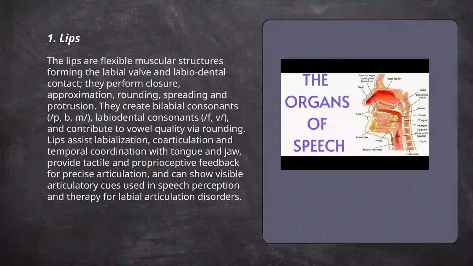 Organs of speech 3