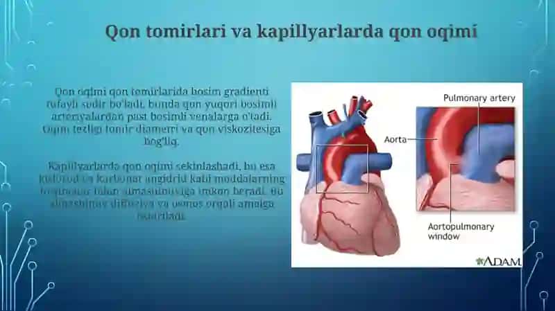 Qonning tomirlarda va kapillyarlarda oqishi. Sun’iy qon aylanish apparatining ishlash prinsipi 3