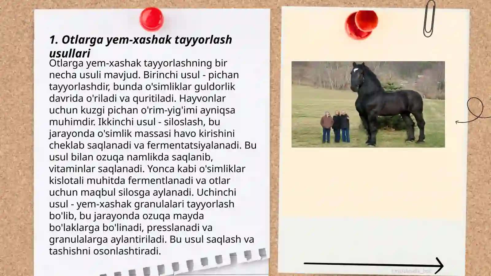 Otlarni oziqlantirish 3