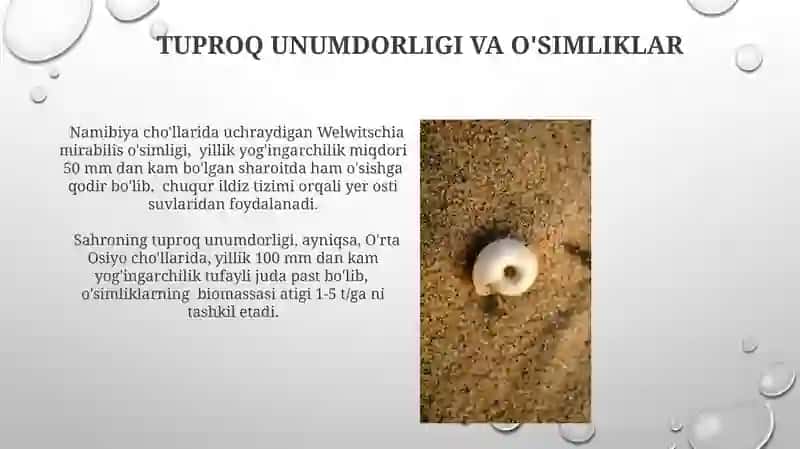 Cho'l Tuproqlari 3