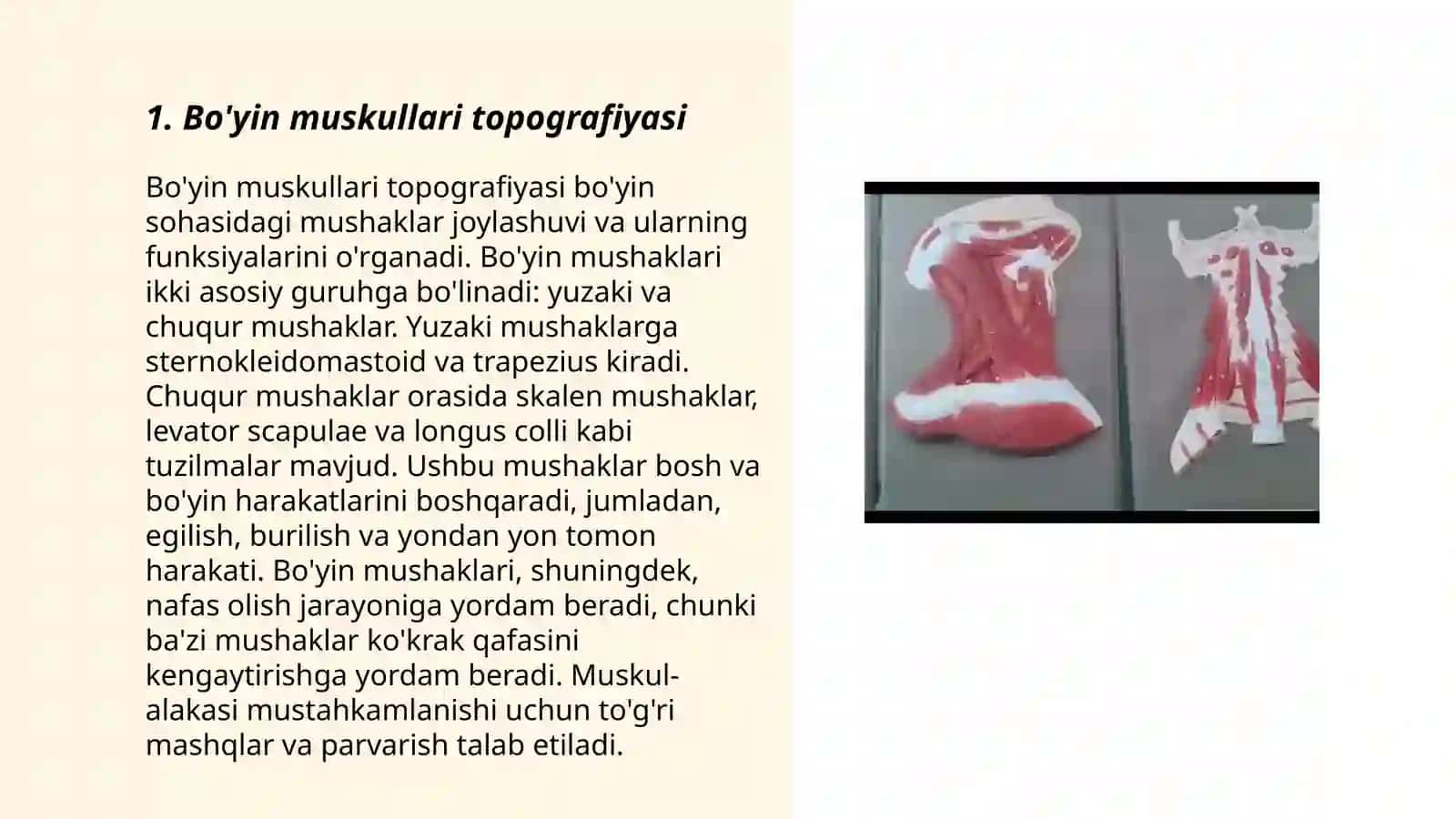 Bo’yin sohasini topografik anatomiyasi 3