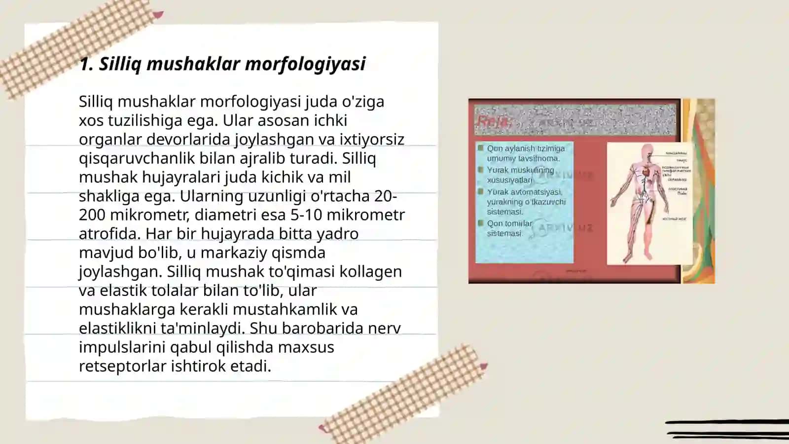 Silliq va ko'ngdalang targ'il mushaklar fiziologik farqlari 3