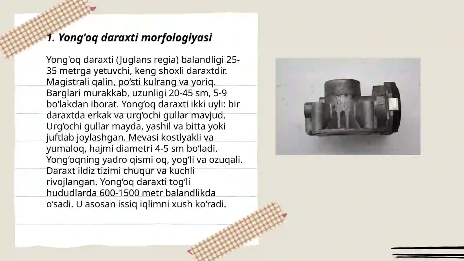 Yong'oq morfologiyasi rivojlanishi 3