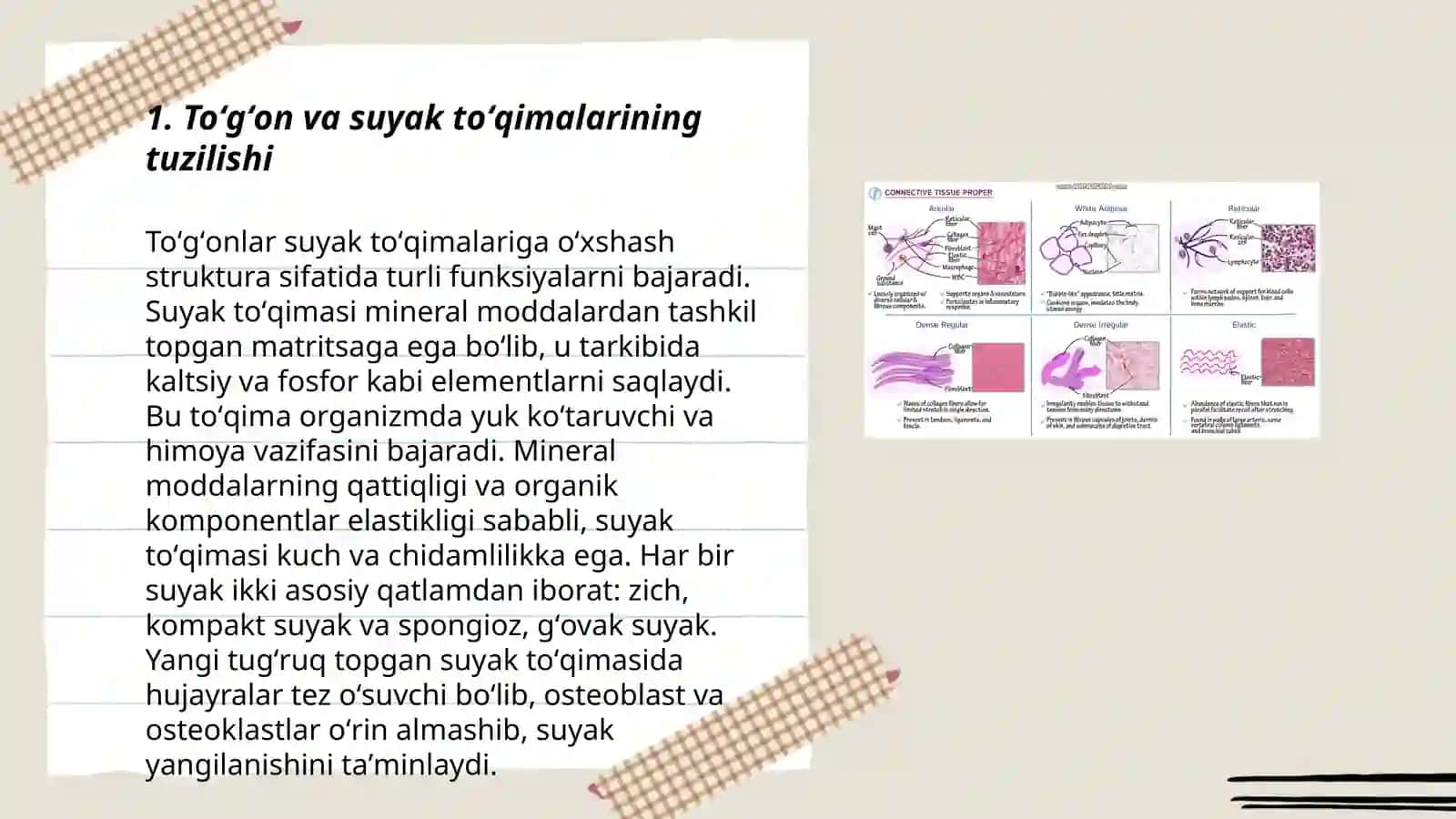 To'gay va suyak to'qimasi 3