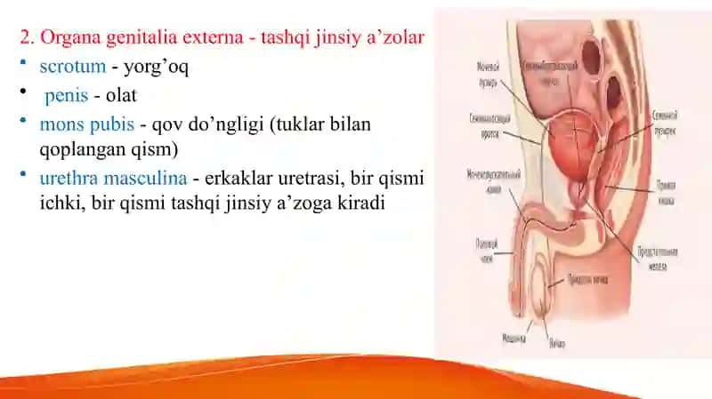 Erkaklarning tanosil a’zolari. Ayollarning tanosil a’zolari. Ularning yoshga qarab o‘zgarishi. Oraliq topografiyasi tuzilishi, chanoq va tanosil diafragmalari va jinsga nisbatan farqi. 3