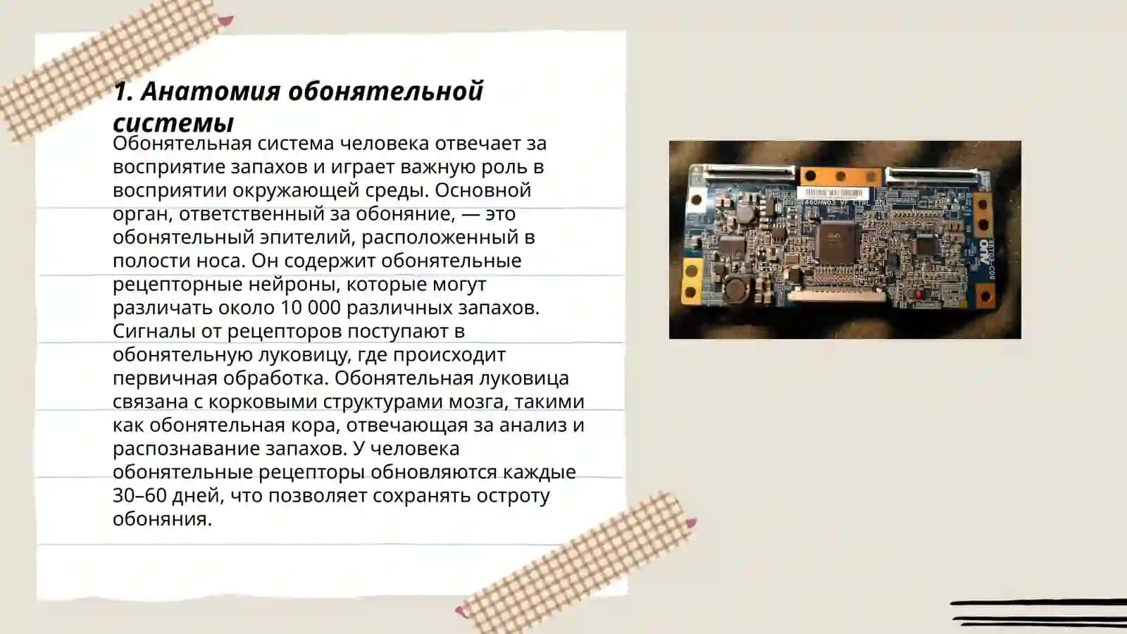 Обонятелный 3