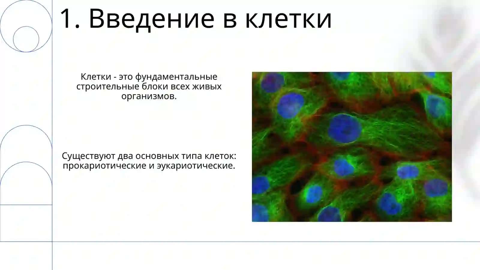 Клетка 3