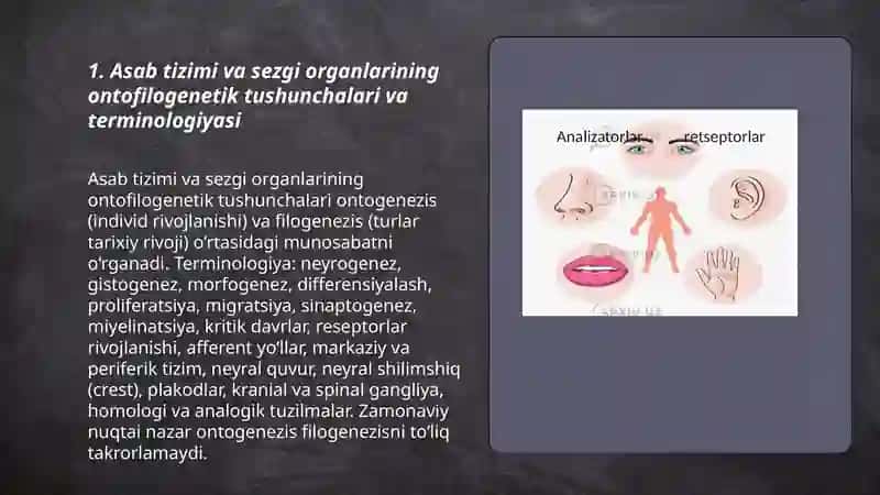 Asab tizimi va sezgi organlarining ontofilogenezi. Sezgi organlarining ontofilogenezi 3
