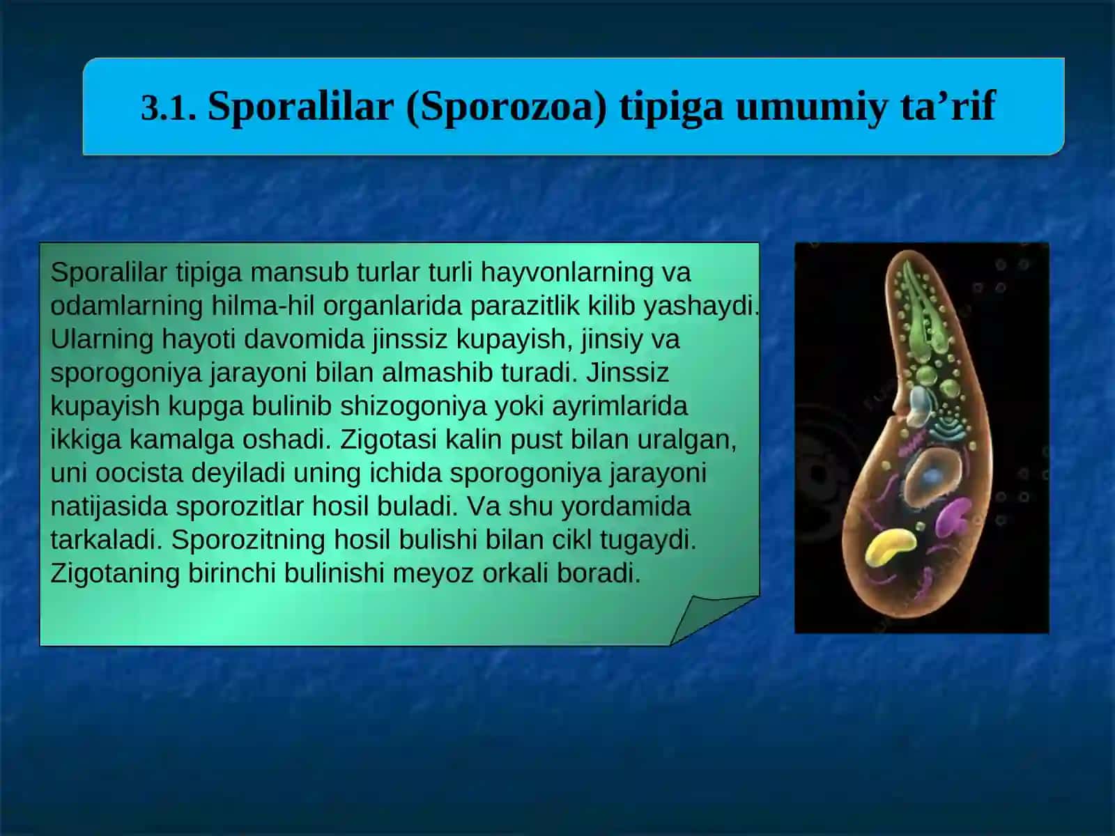 Sporalilar (Sporozoa). Knidosporidlar (Cnidosporidia) yoki Mikosporidiyalar (Muxosporidia), Mikrosporidiyalar (Microsporidia) tiplari 3