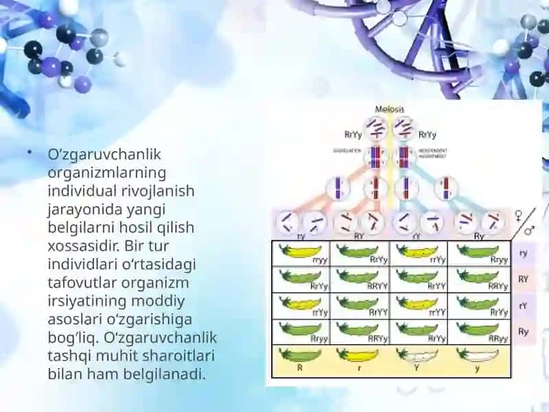 Irsiyatning umumiy qonuniyatları. G.Mendelning irsiyat qonunlari va ularning mohiyati 3