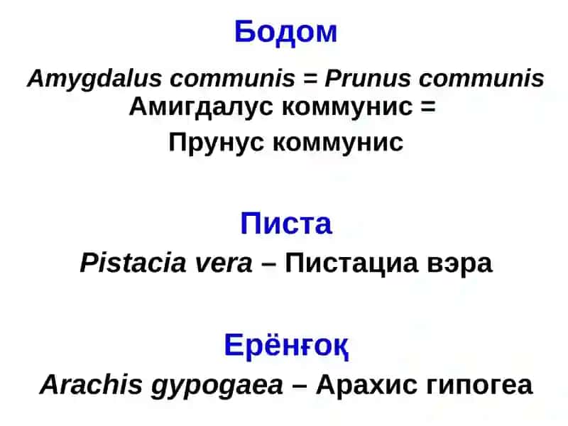 ЁНҒОҚ МЕВАЛИ ДАРАХТЛАР 3
