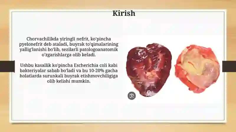 Otlardayiringlinefrit(pilonefrit)patologoanatomiko’zgarishlaritekshiruvi 3