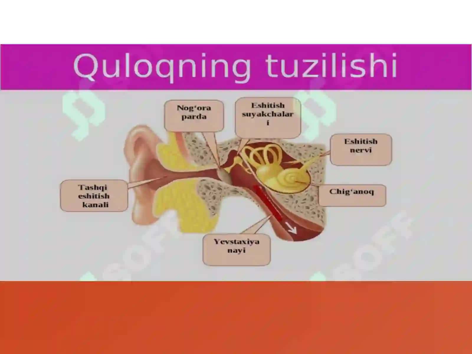 Eshitishning sitologik mexanizmlari 3