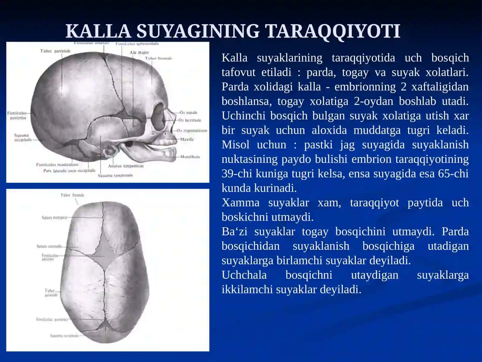 Kallasuyaklarining umumiyanatomiyasi 3