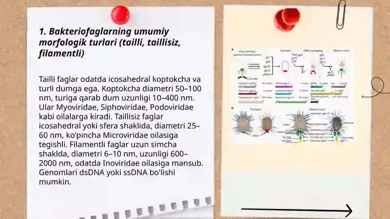 Bakteriofaglar, morfologiyasi, strukturasi, repraduksiyasi, amaliyotda qo'llanilishi 3