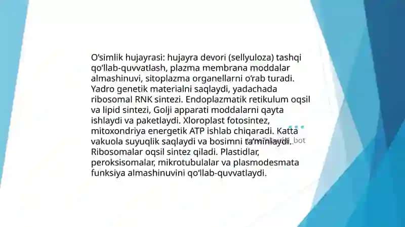 O‘simliklar anotomyasi va fizologiyasi 3
