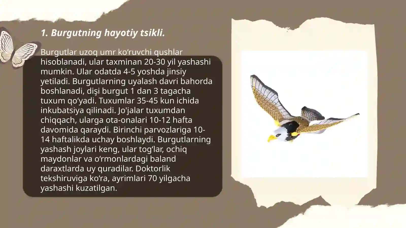 Eskiz asosida harakatli oʻyinchoq burgut shaklini yashash bosqichlari 3