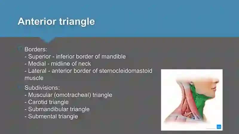 Triangles of neck anatomy 3