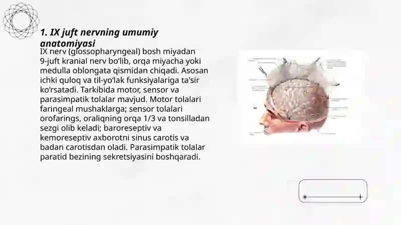IX juft nervning umumiy anatomiyasi 3
