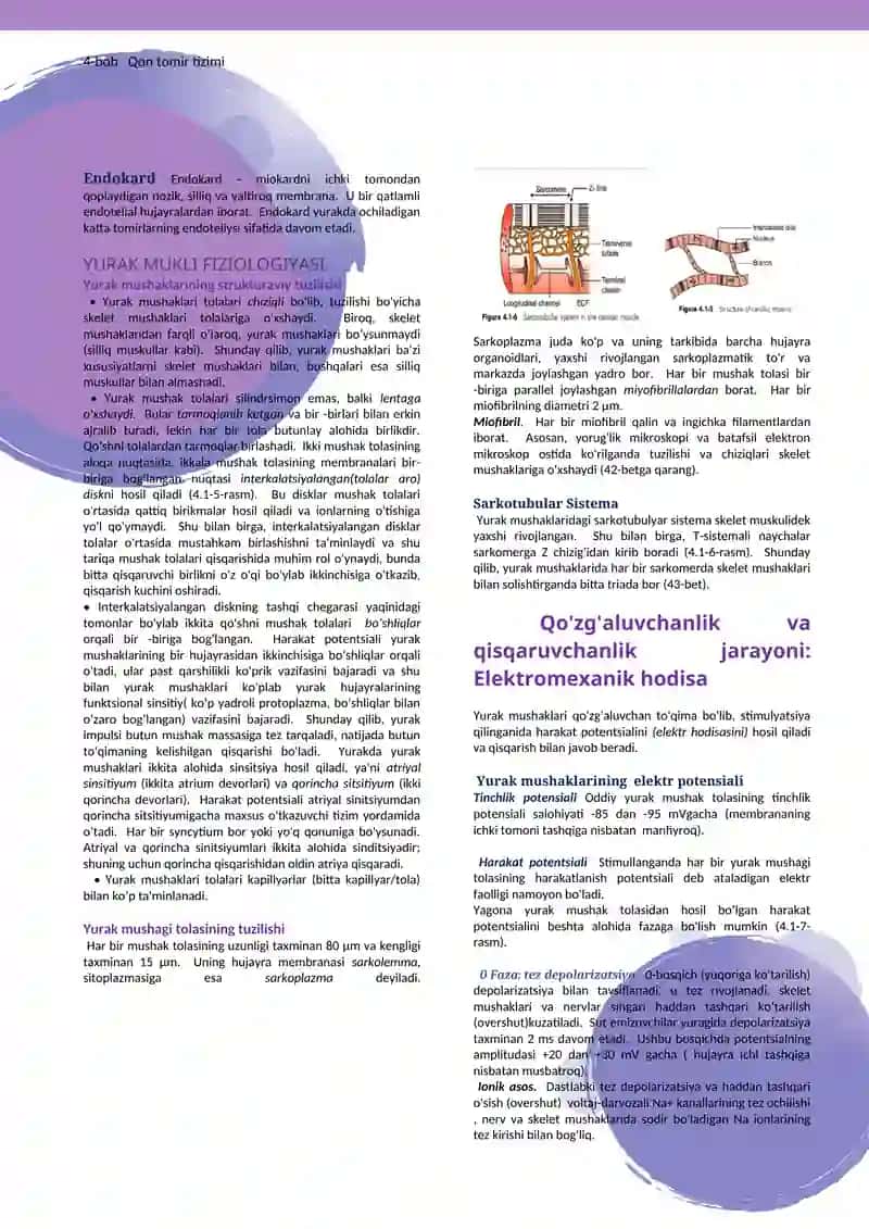 Yurakning funksional anatomiyasi va Yurak muskuli fiziologiyasi 3