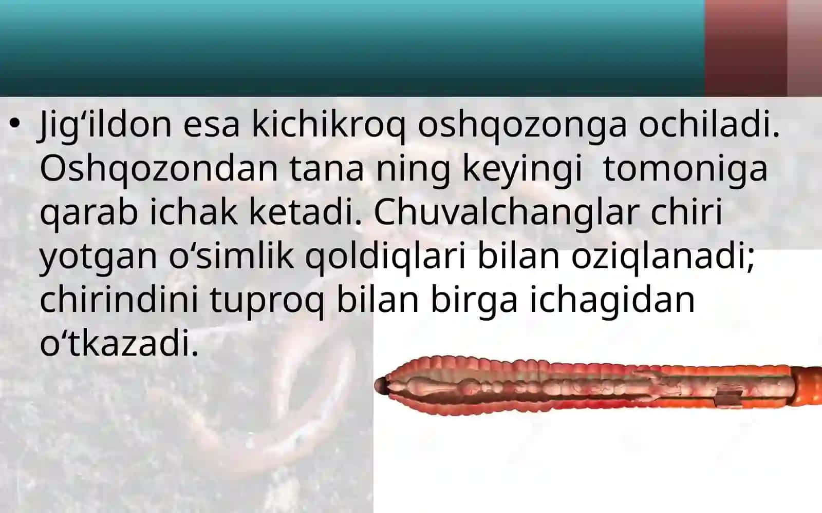 7-sinf Zoologiya fanidan Yomg'ir chuvalchangining ichki tuzilishi dars taqdimoti 3
