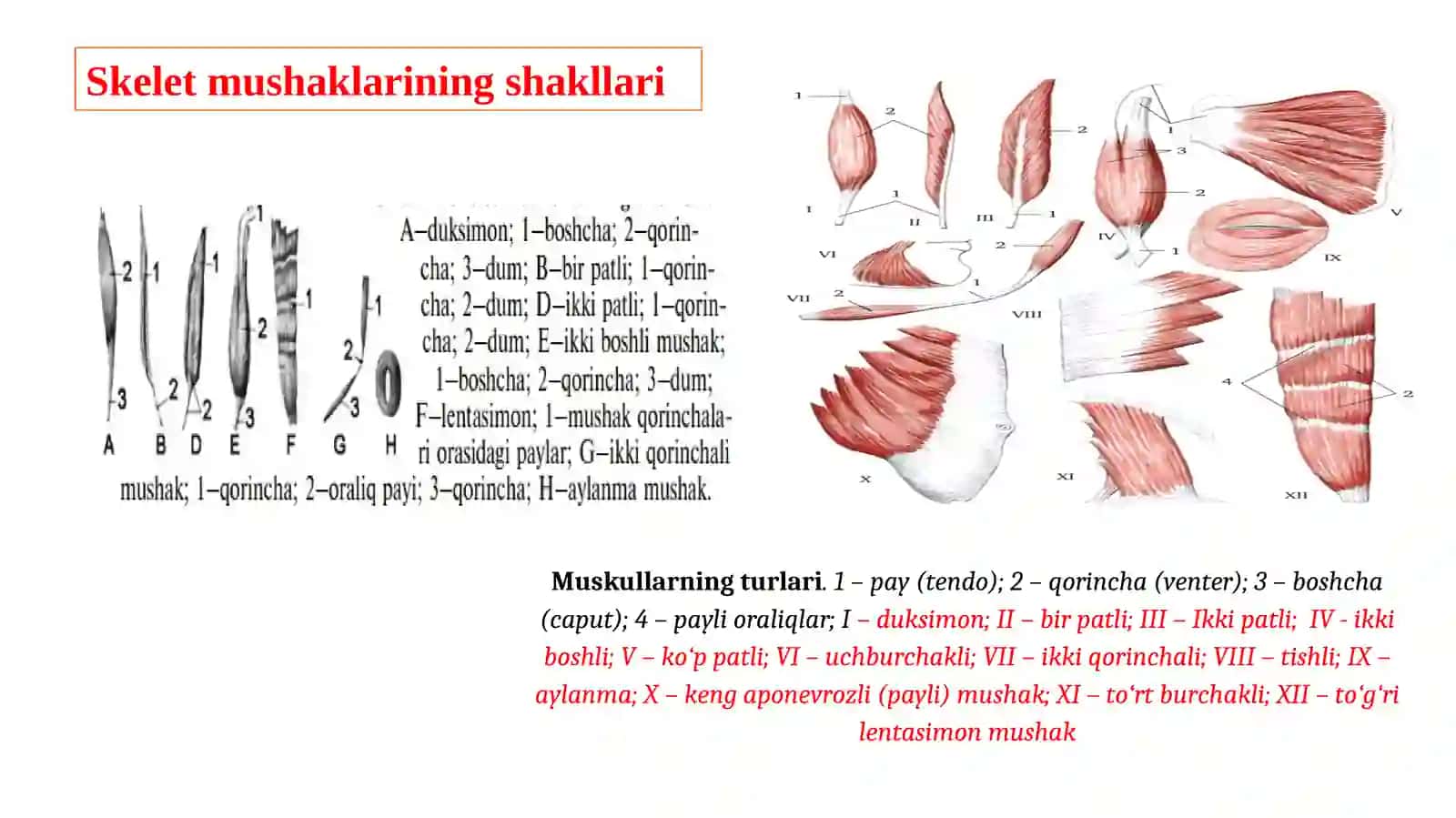 Muskultizimi-miologiya.Muskullarklassifikatsiyasi 3