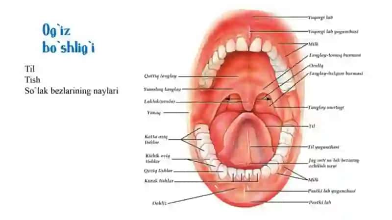 OVQAT HAZIM QILISH ORGANLARI TUZILISHI 3