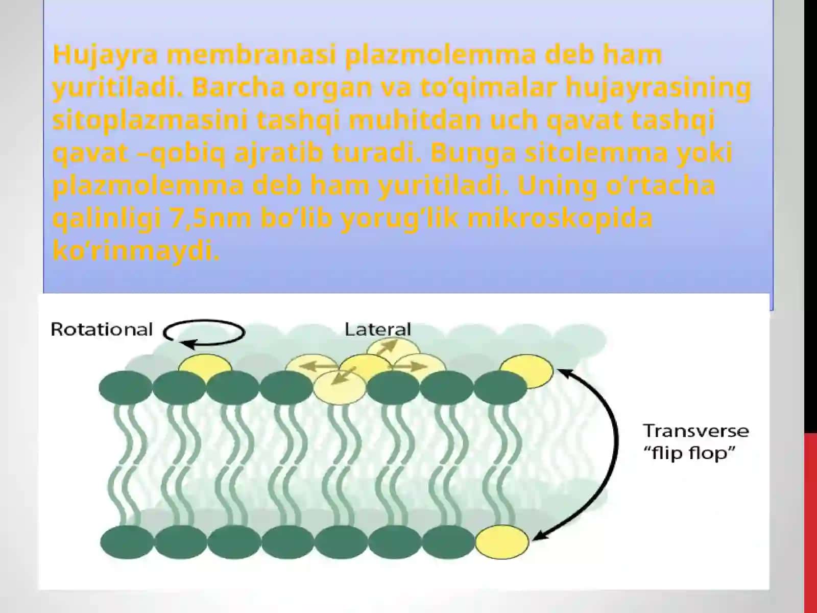HUJAYRA MEMBRANASINING TUZILISHI. HUJAYRALARARO BOG’LANISH 3
