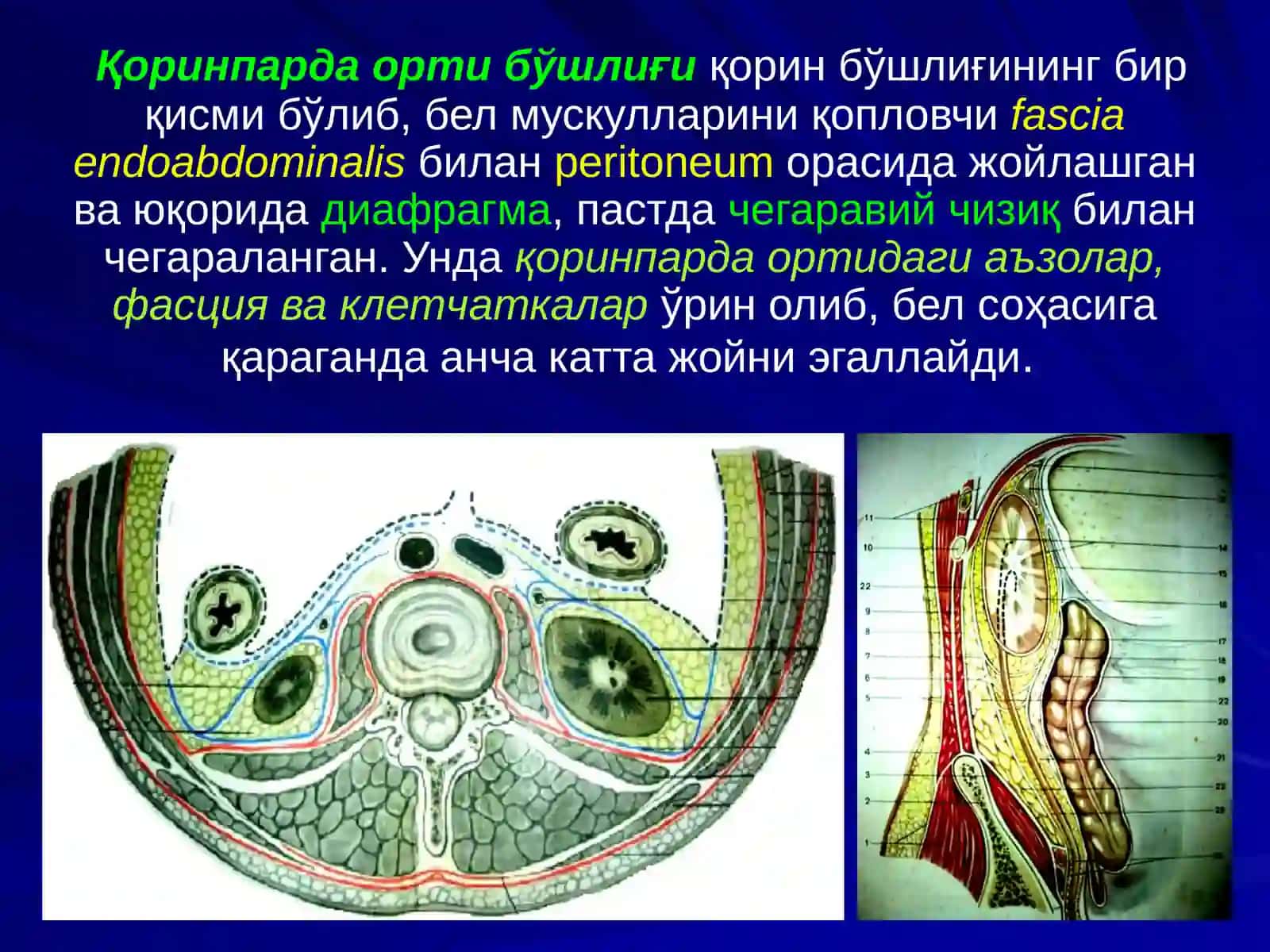 БЕЛСОҲАСИ ВА ҚОРИНПАРДА ОРТИ БЎШЛИҒИНИНГ ЖАРРОҲЛИК АНАТОМИЯСИ.БУЙРАК ВА СИЙДИК ЙЎЛЛАРИДАОПЕРАЦИЯЛАР 3