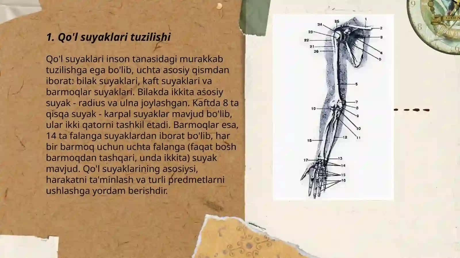 Qo'lning erkin suyaklari birlashmalari 3