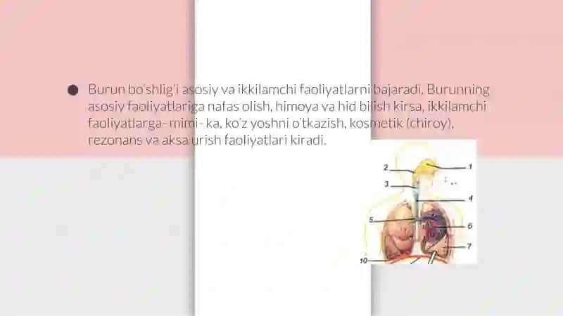 Burun bo’shlig’ini funksiyasi 3