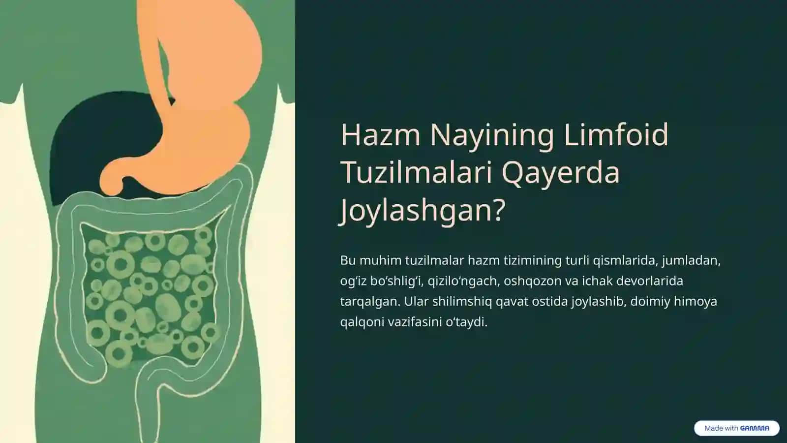 Hazm Nayining Limfoid Tuzilmalari: Tuzilishi va Vazifalari 3