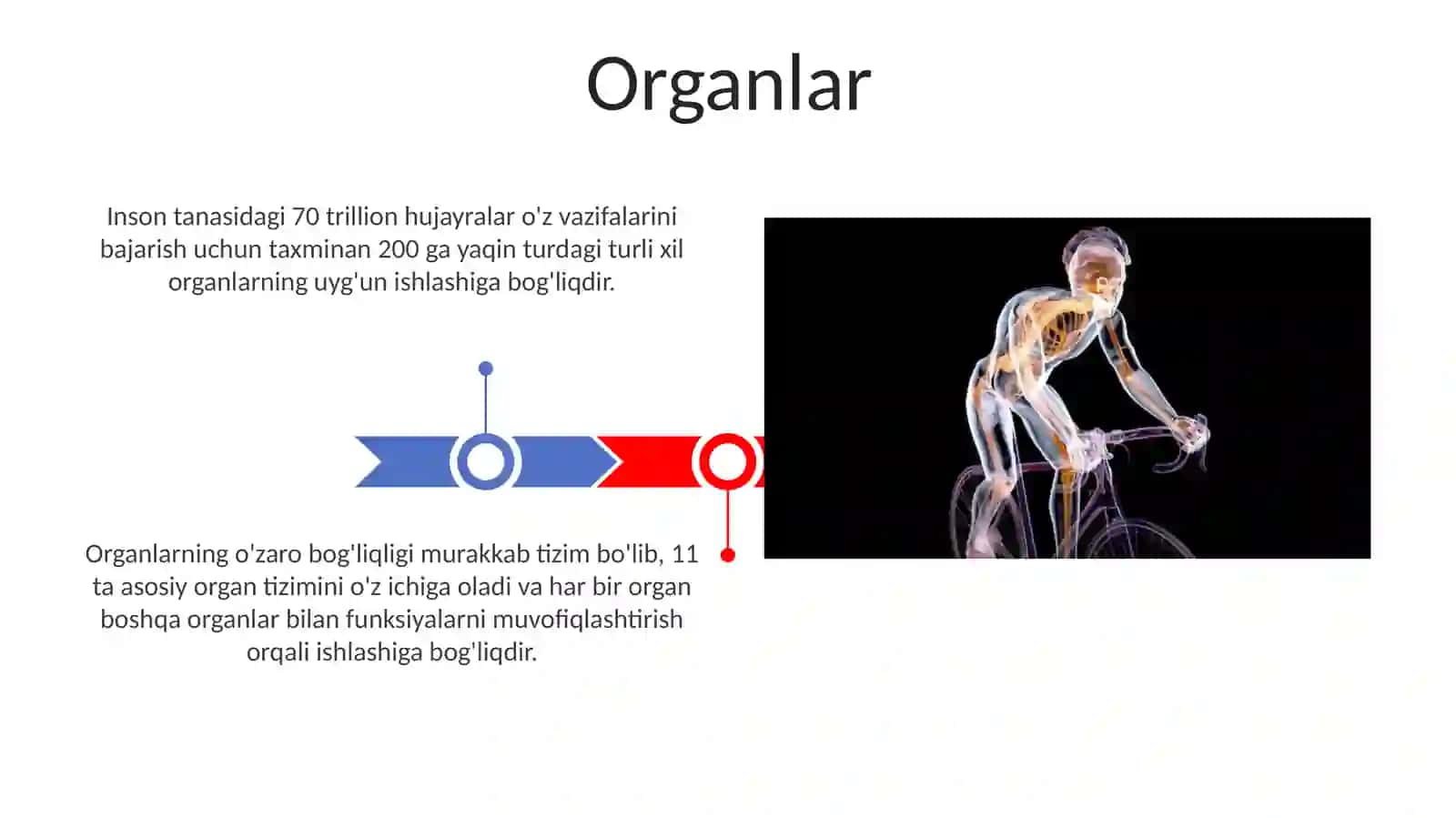Asosiy fiziologik tushunchalar 3