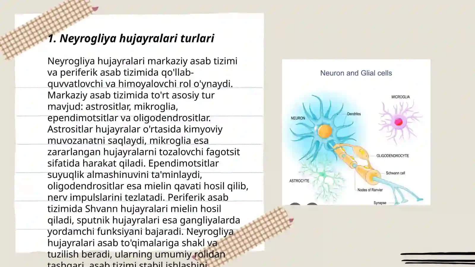 Neyrogliya hujayralarining xillari va funksiyalari 3