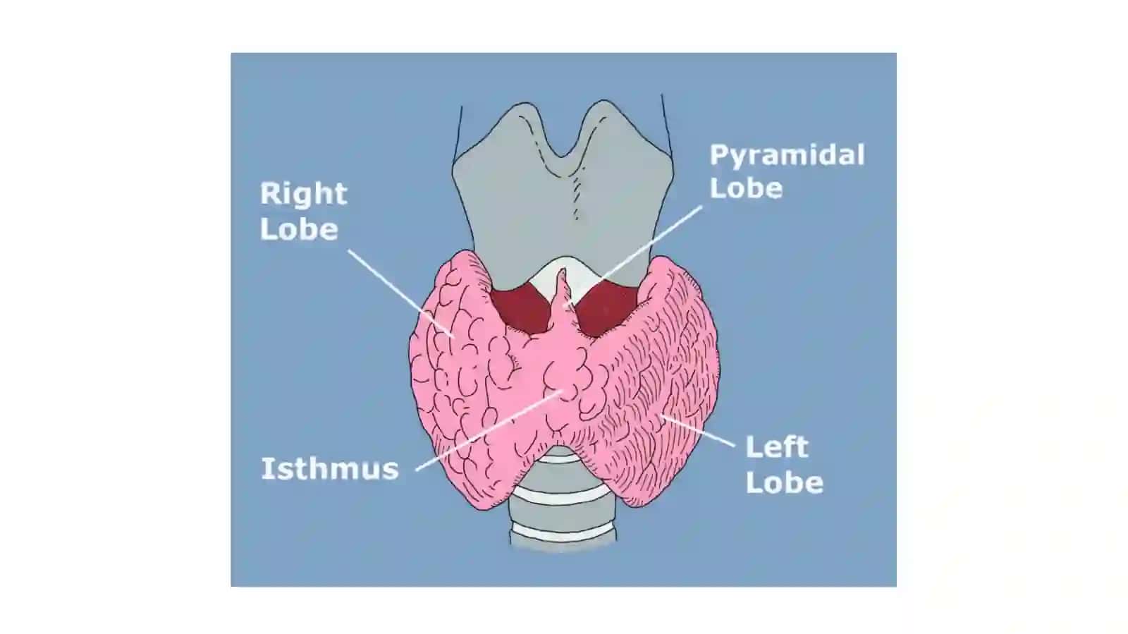 QALQONSIMON BEZ (Glandula thyroidea) 3