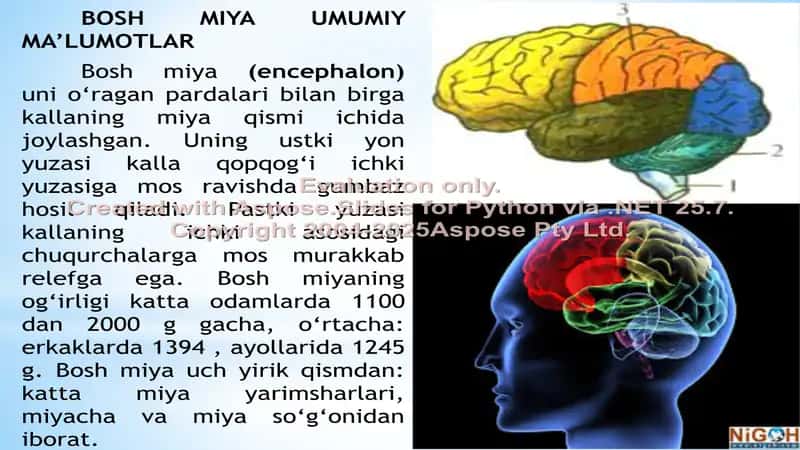 Bosh miya limbik sistemasi tuzilishi va funksiyalari 3