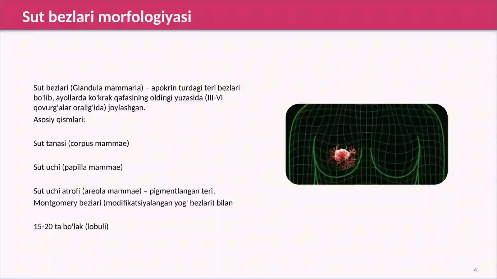 Sut bezlari faoliyatining boshqaruvi, sut bezlarining yoshga qarab o'zgarishi 3
