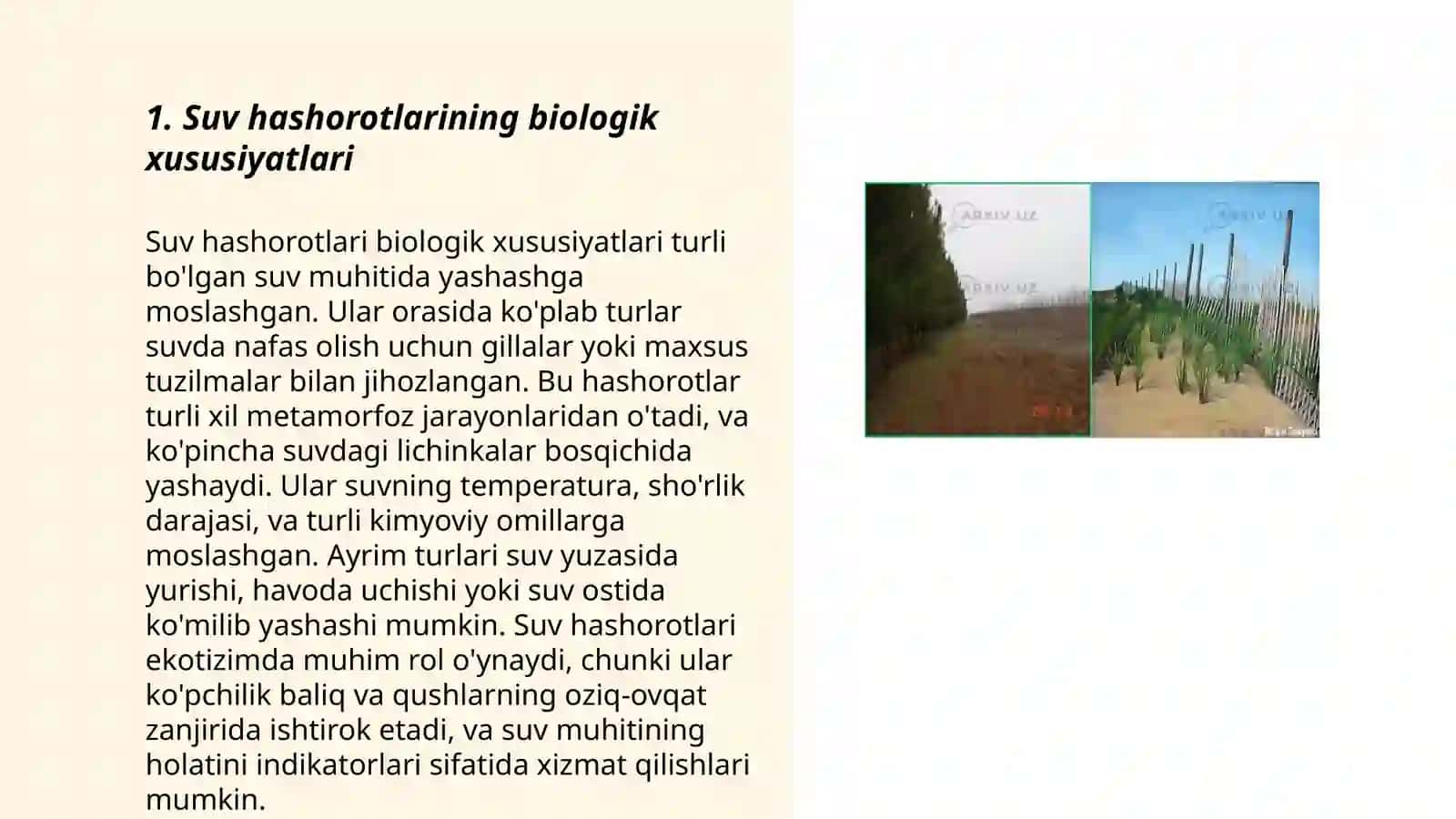 Suv muhitida yashovchi hashorotlar 3