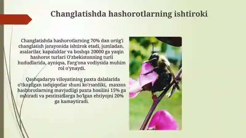 Changlatishda hashorotlarning ishtiroki 3