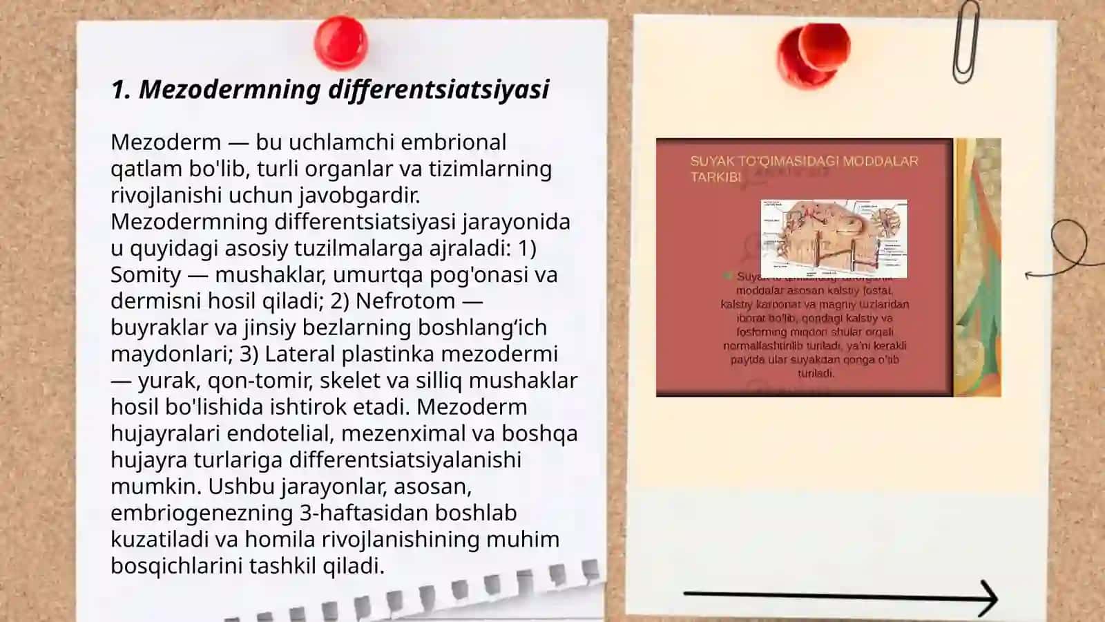 Suyak tõqimasining mezenxima va toģay tõqimasi õrnida rivojlanish xususiyati 3