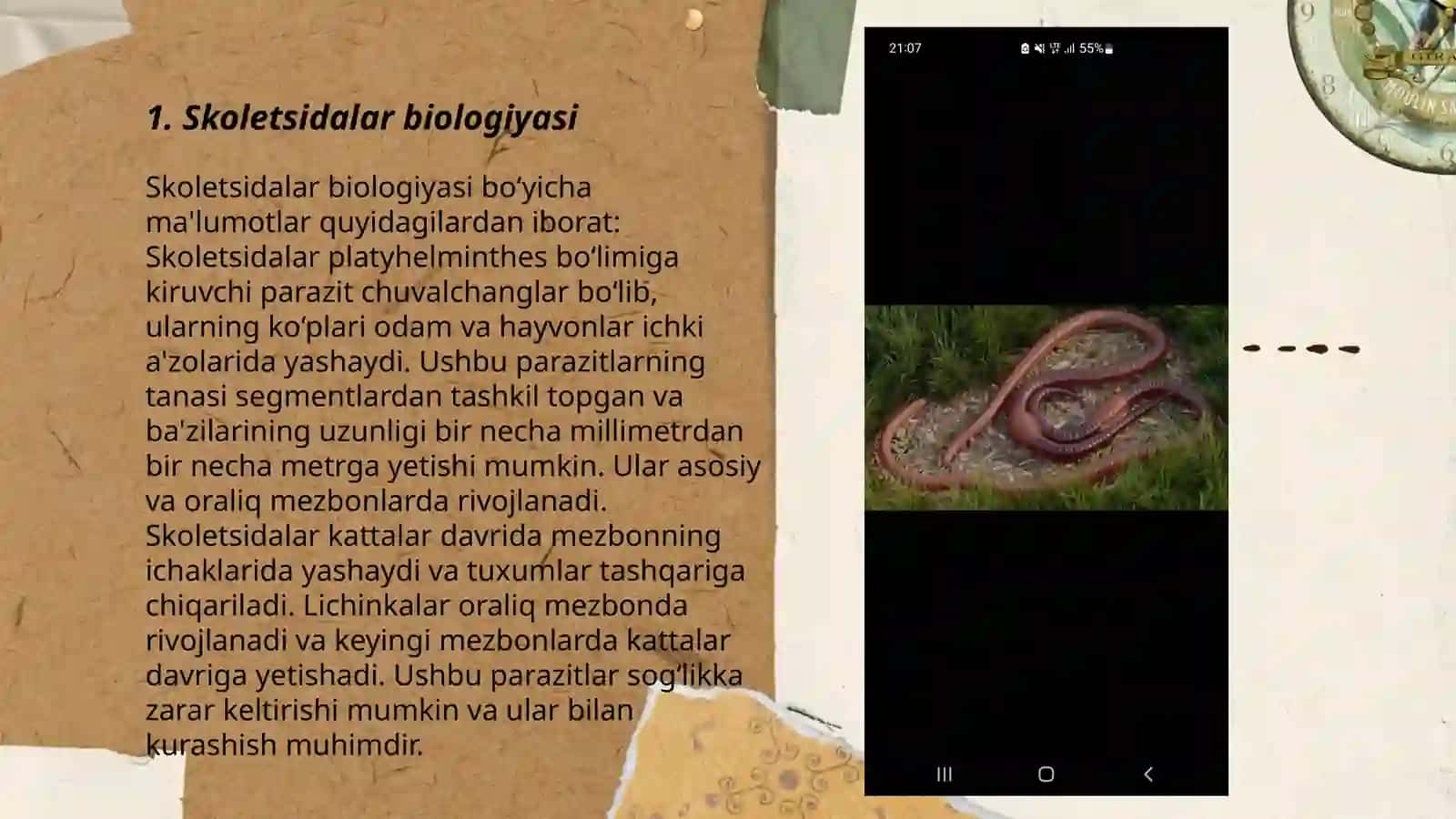 Parazitologiya. Skoletsidalar -parazitlik qilib hayot kechiruvchi chuvalchanglar 3