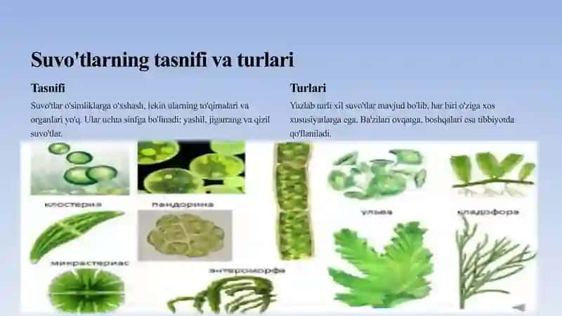 Suvo'tlar va Zamburug'larning Qishloq Xo'jaligida Ahamiyati 3