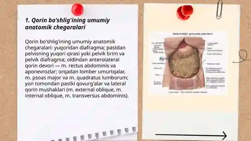 Qorin bo'shlig'ining umumiy anatomik chegaralari 3